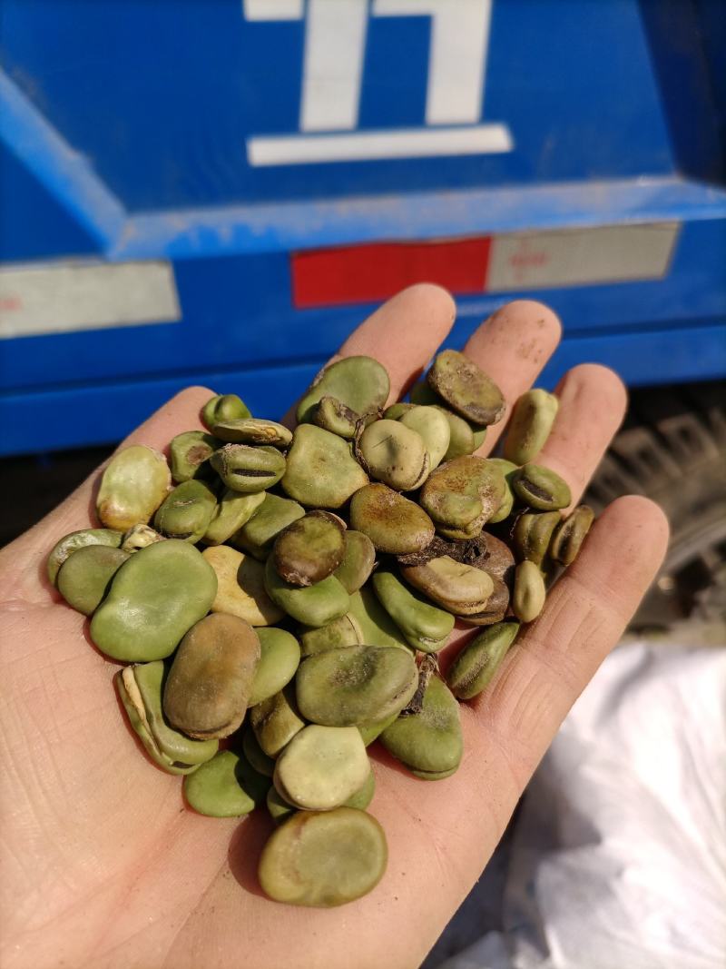 罗汉豆蚕豆新季休闲品