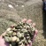 罗汉豆蚕豆新季休闲品