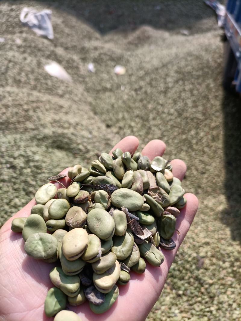 罗汉豆蚕豆新季休闲品