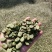 罗汉豆蚕豆新季休闲品