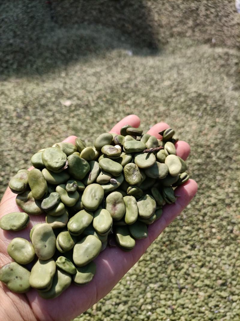 罗汉豆蚕豆新季休闲品
