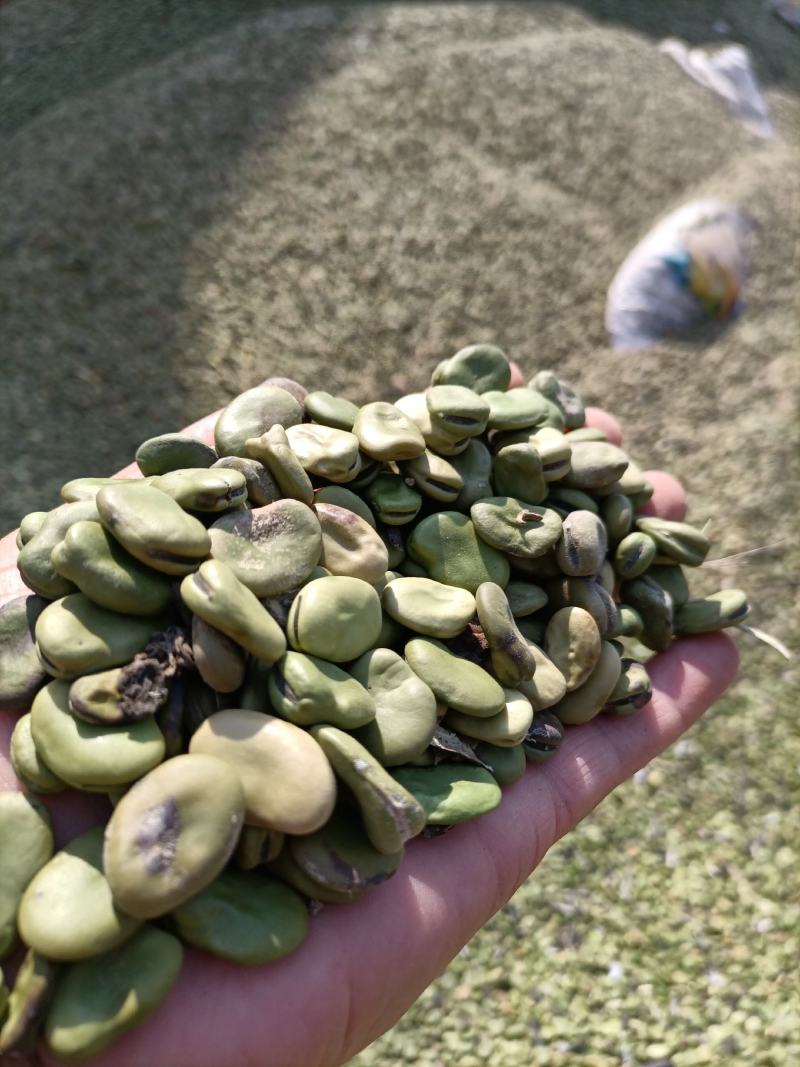 罗汉豆蚕豆新季休闲品