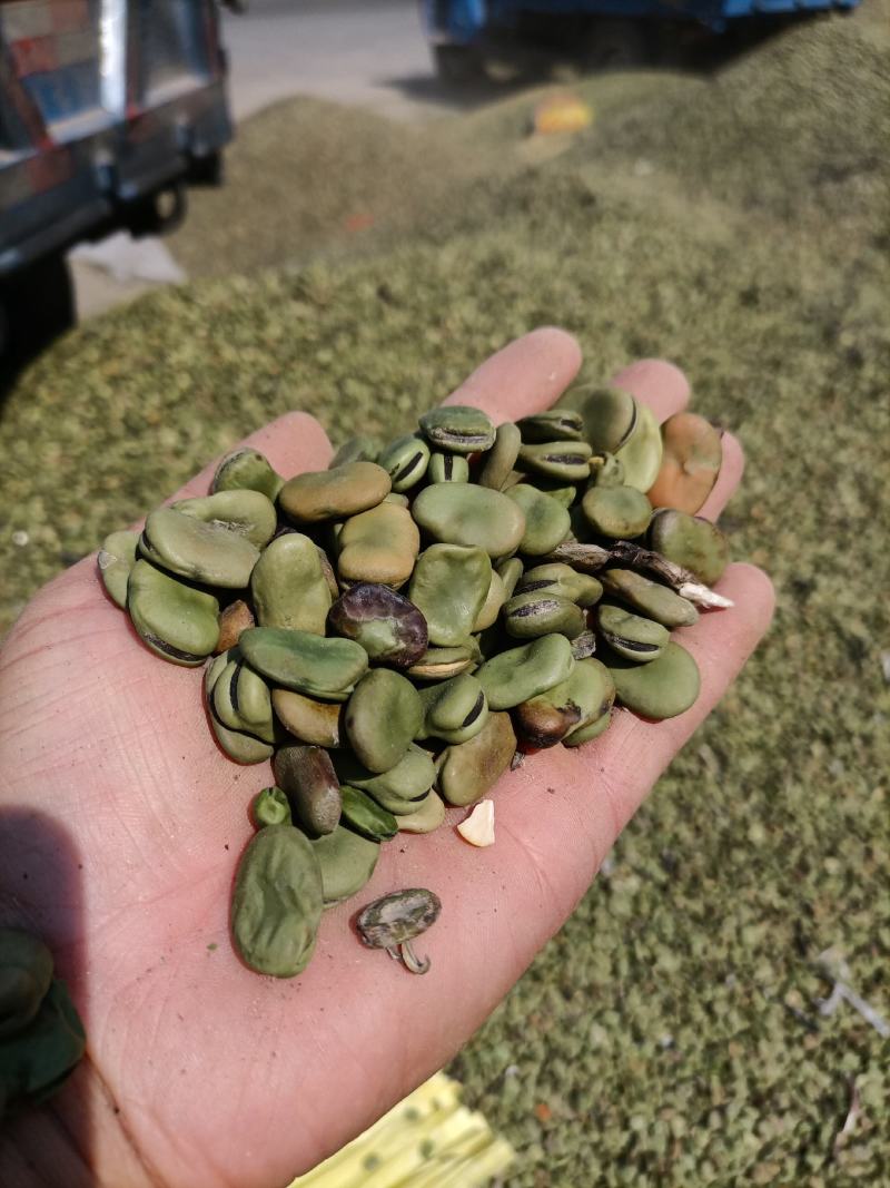 罗汉豆蚕豆新季休闲品