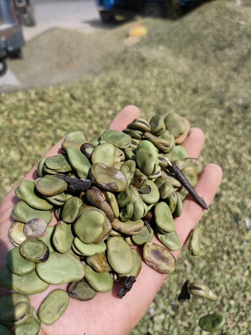罗汉豆蚕豆新季休闲品