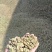 罗汉豆蚕豆新季休闲品