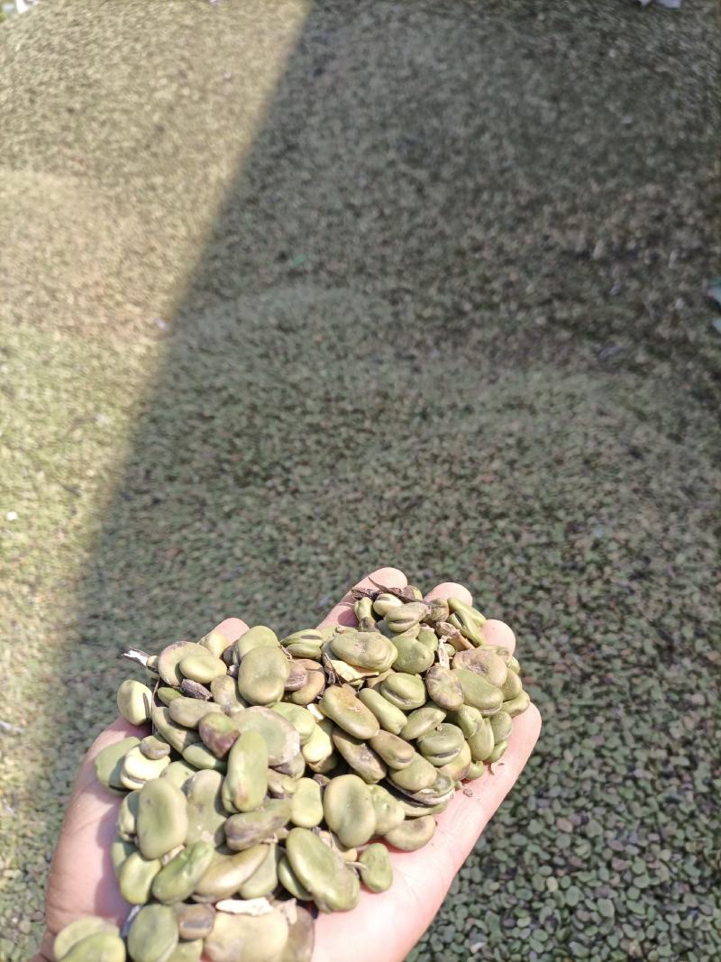 罗汉豆蚕豆新季休闲品