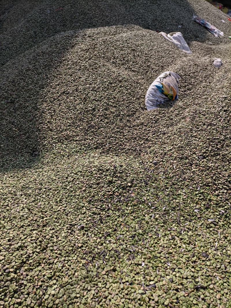 罗汉豆蚕豆新季休闲品