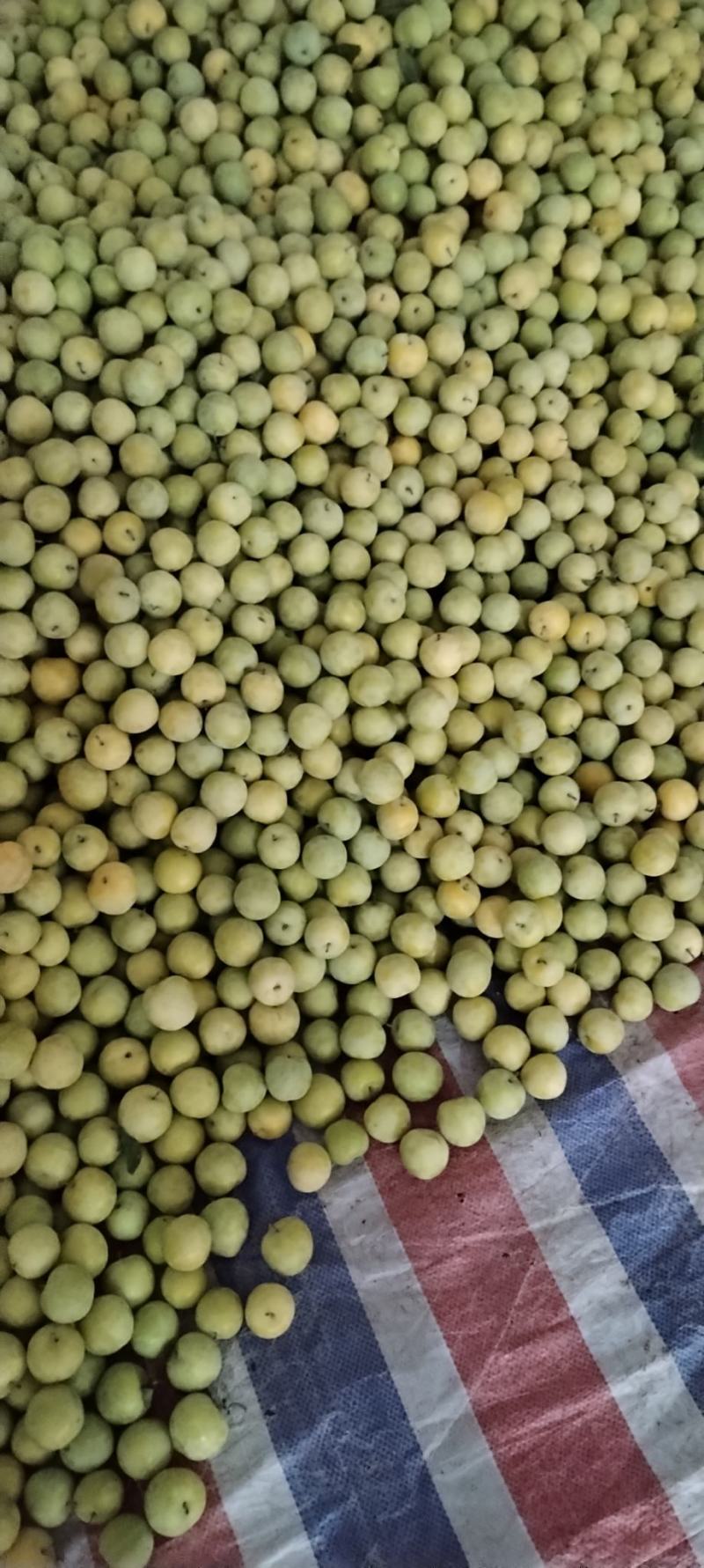 我是汉源水果代办，现桃花李（玉皇李），青脆李，半边红，