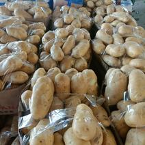 山东省临沂市，精品荷兰大土豆，产地直发，一手货源