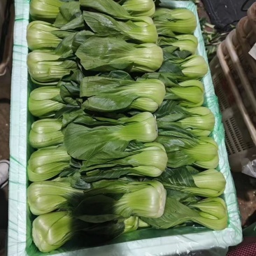 各种蔬菜