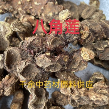 野生药材八角莲一碗水山荷叶金魁莲一把伞八角连八角七边