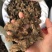 野生药材八角莲一碗水山荷叶金魁莲一把伞八角连八角七边
