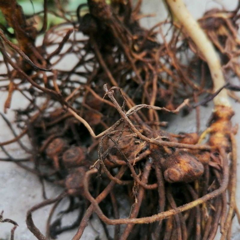 野生药材八角莲一碗水山荷叶金魁莲一把伞八角连八角七边