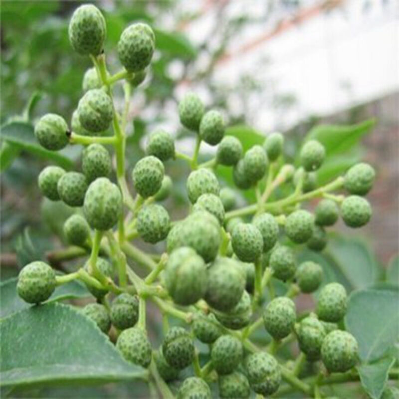 云南正宗青花椒