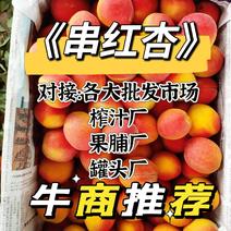 串红杏大量供应中对接批发市场及加工厂