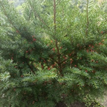 东北红豆杉（赤柏松）树苗，红松树苗，白鲜皮