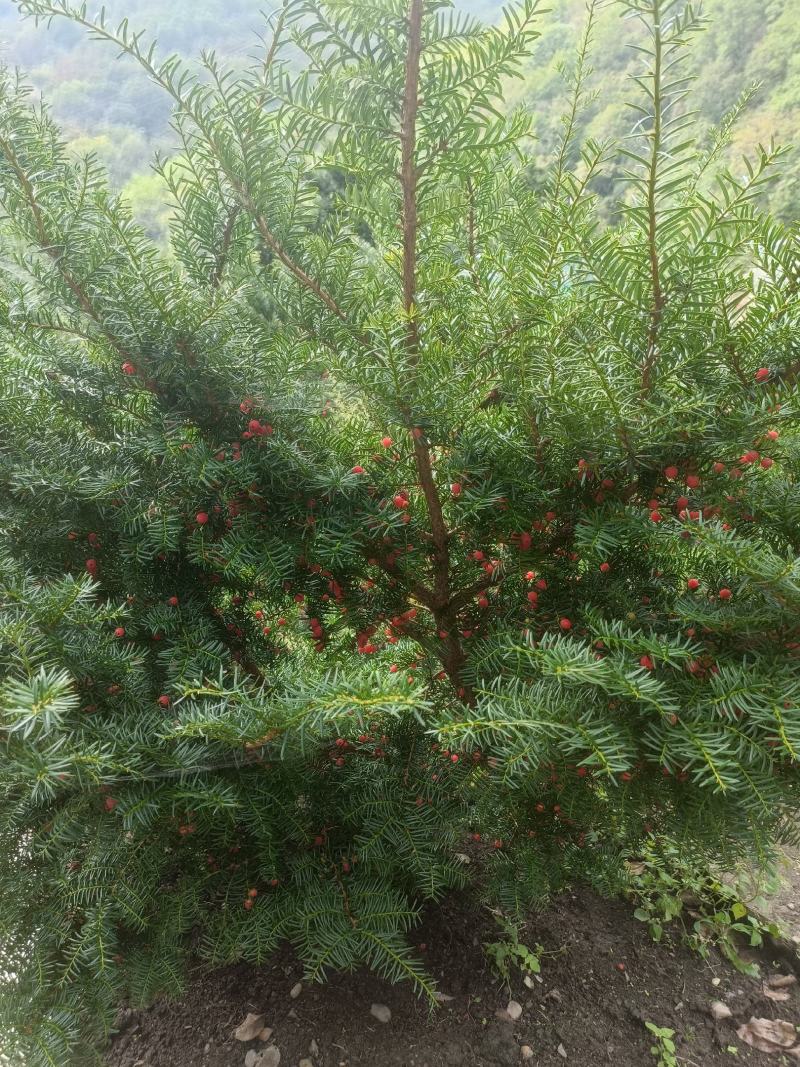 东北红豆杉（赤柏松）树苗，红松树苗，白鲜皮