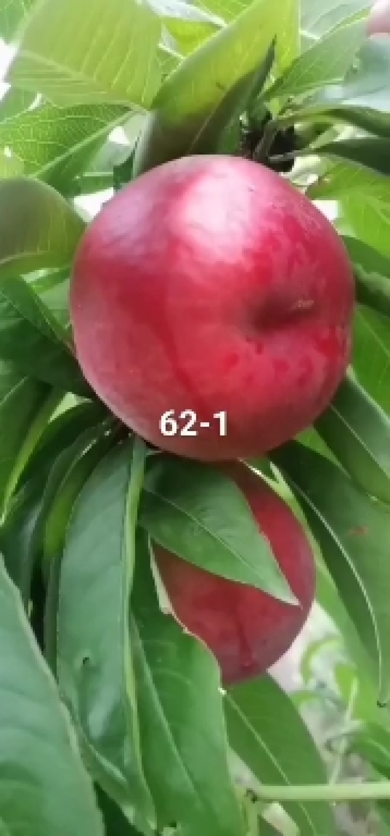 山西运城中油20.中油6号，中油22等油桃货源充足
