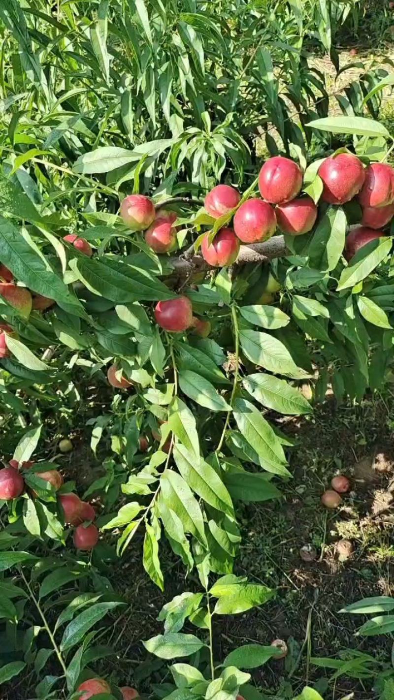 山西运城中油20.中油6号，中油22等油桃货源充足