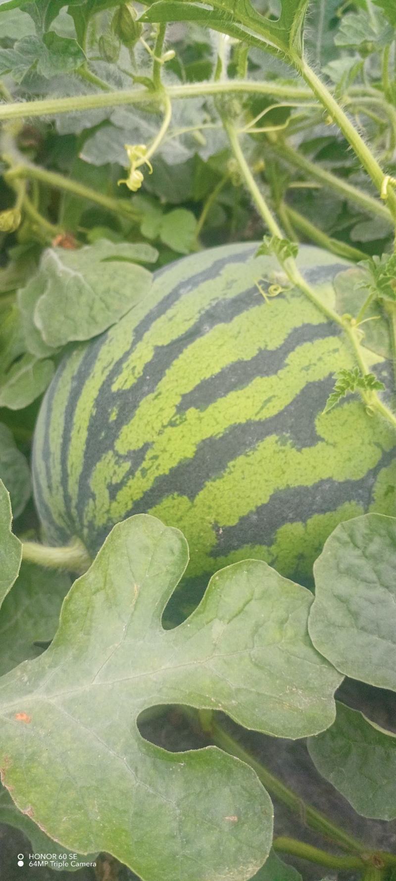 优质8424原生苗大棚西瓜种植基地