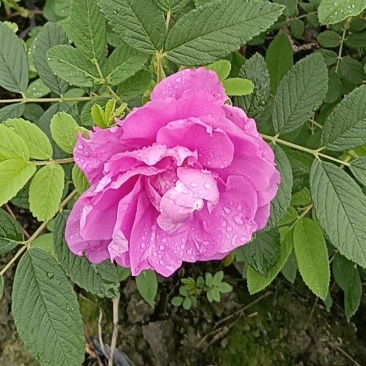 四季玫瑰
