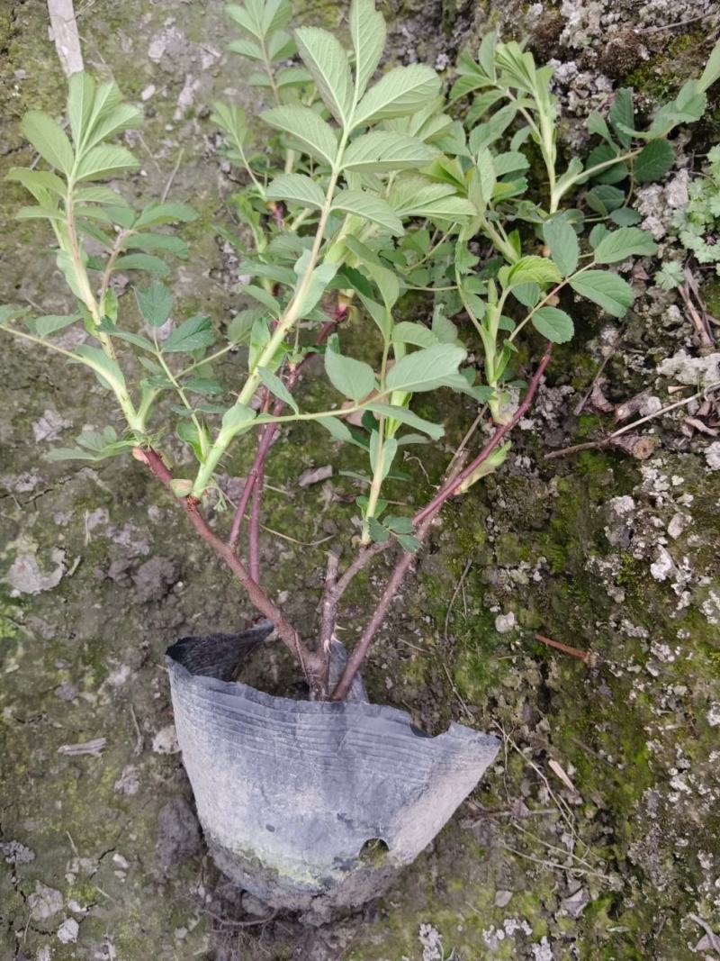 四季玫瑰