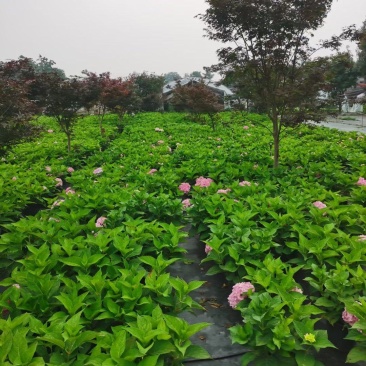 成都批发2加仑无尽夏绣球花各种品种都有