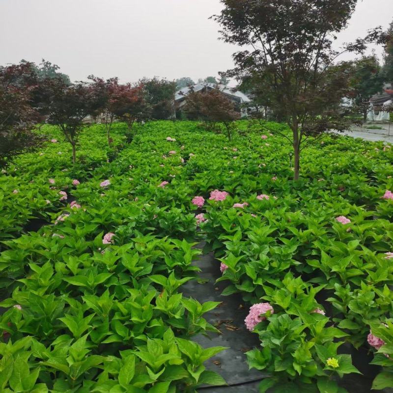 成都批发2加仑无尽夏绣球花各种品种都有