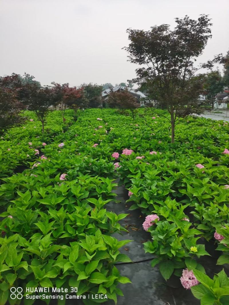 成都批发2加仑无尽夏绣球花各种品种都有