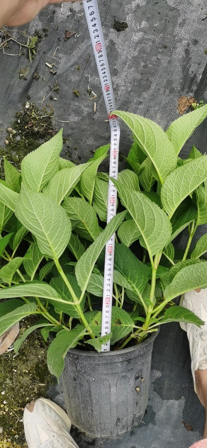 成都批发2加仑无尽夏绣球花各种品种都有