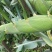 新鲜采摘黄玉米🌽，太阳花6号，当天采摘当天发货