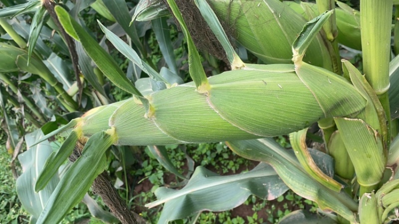 新鲜采摘黄玉米🌽，太阳花6号，当天采摘当天发货