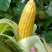 新鲜采摘黄玉米🌽，太阳花6号，当天采摘当天发货