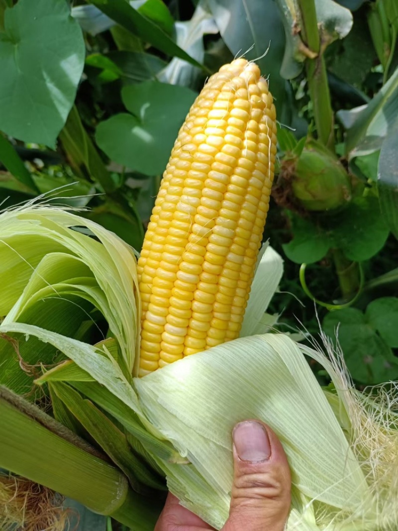 新鲜采摘黄玉米🌽，太阳花6号，当天采摘当天发货