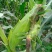 新鲜采摘黄玉米🌽，太阳花6号，当天采摘当天发货