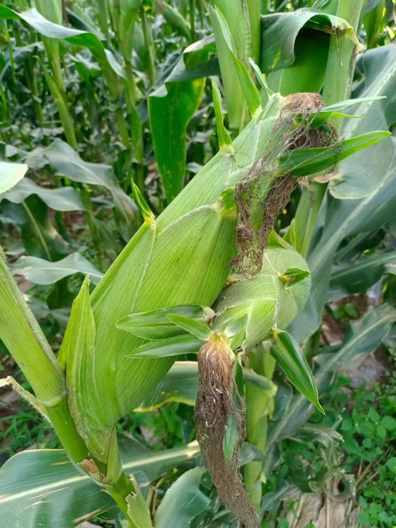 新鲜采摘黄玉米🌽，太阳花6号，当天采摘当天发货