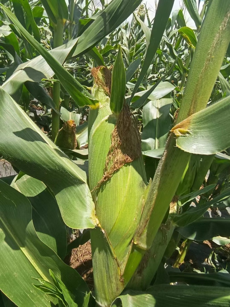 新鲜采摘黄玉米🌽，太阳花6号，当天采摘当天发货