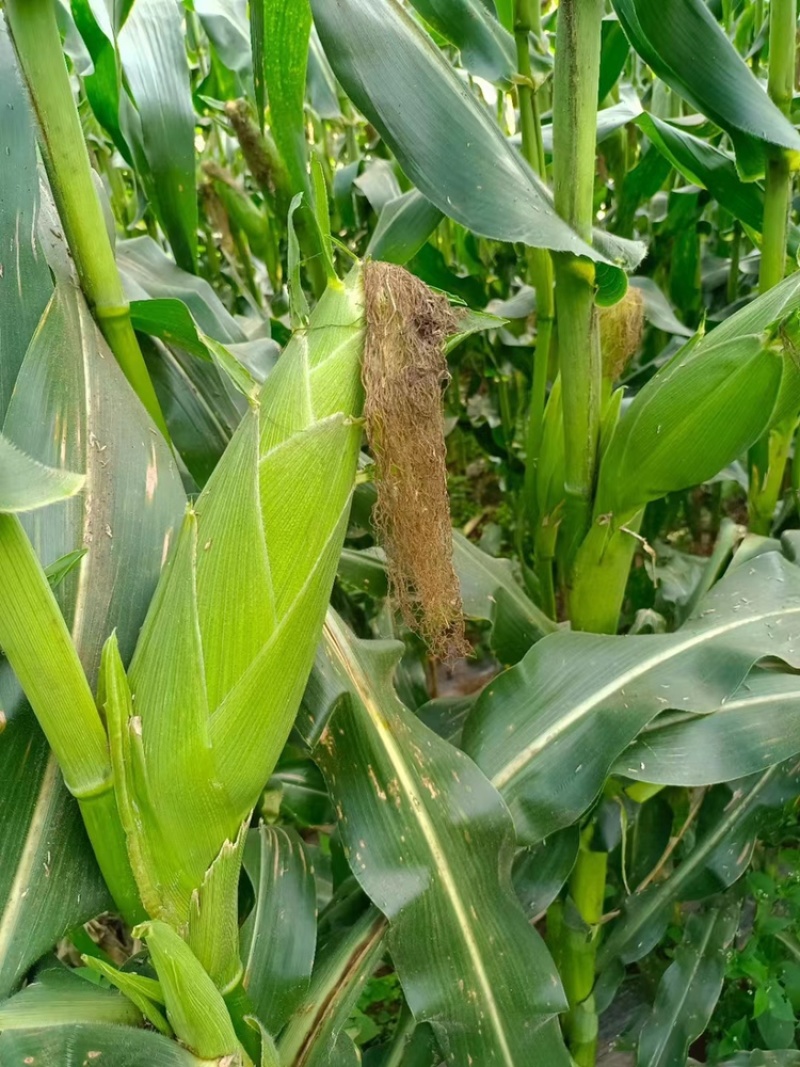 新鲜采摘黄玉米🌽，太阳花6号，当天采摘当天发货