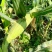 新鲜采摘黄玉米🌽，太阳花6号，当天采摘当天发货