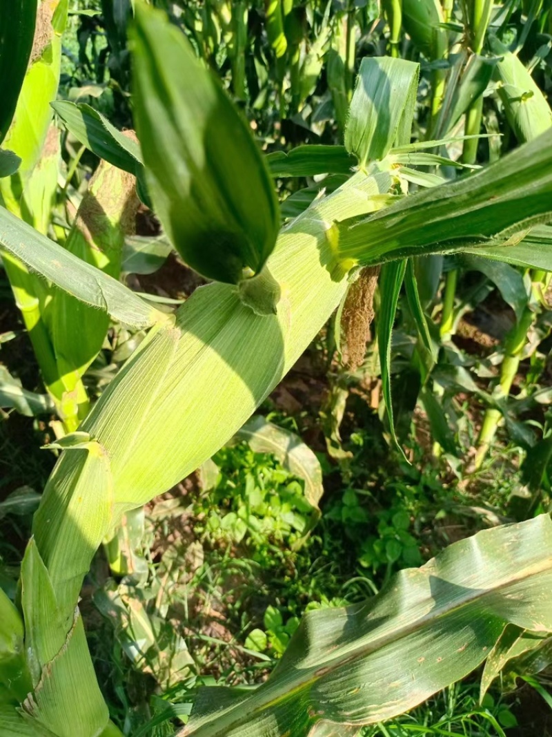 新鲜采摘黄玉米🌽，太阳花6号，当天采摘当天发货