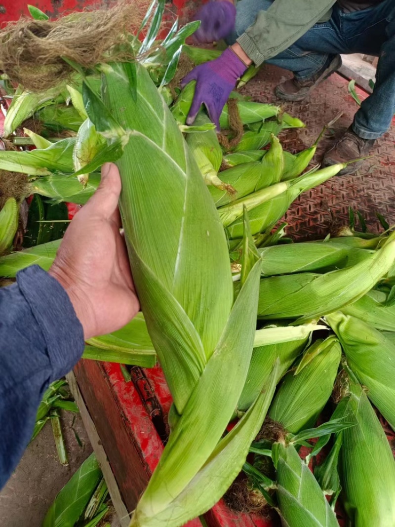 新鲜采摘黄玉米🌽，太阳花6号，当天采摘当天发货