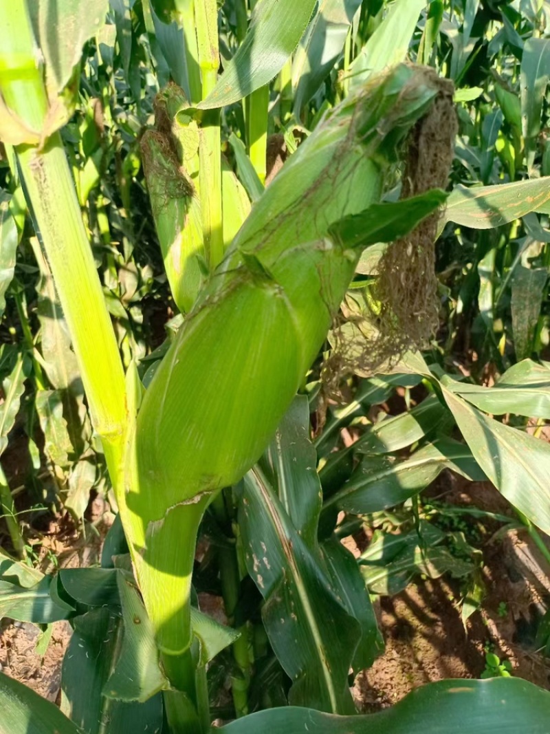 新鲜采摘黄玉米🌽，太阳花6号，当天采摘当天发货