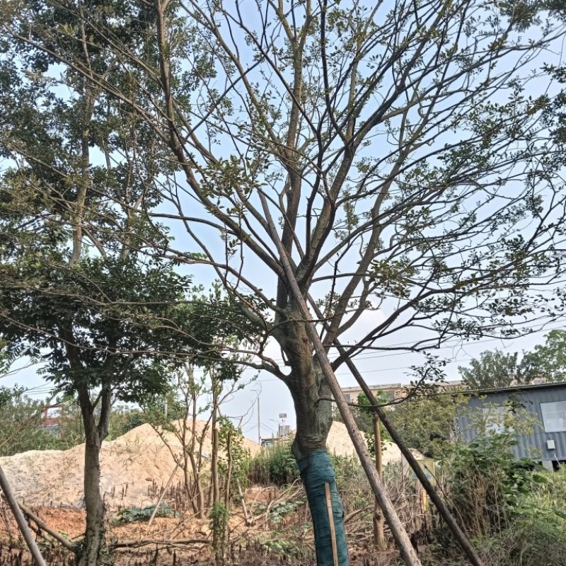 朴树量大树优，诚信经营，欢迎合作
