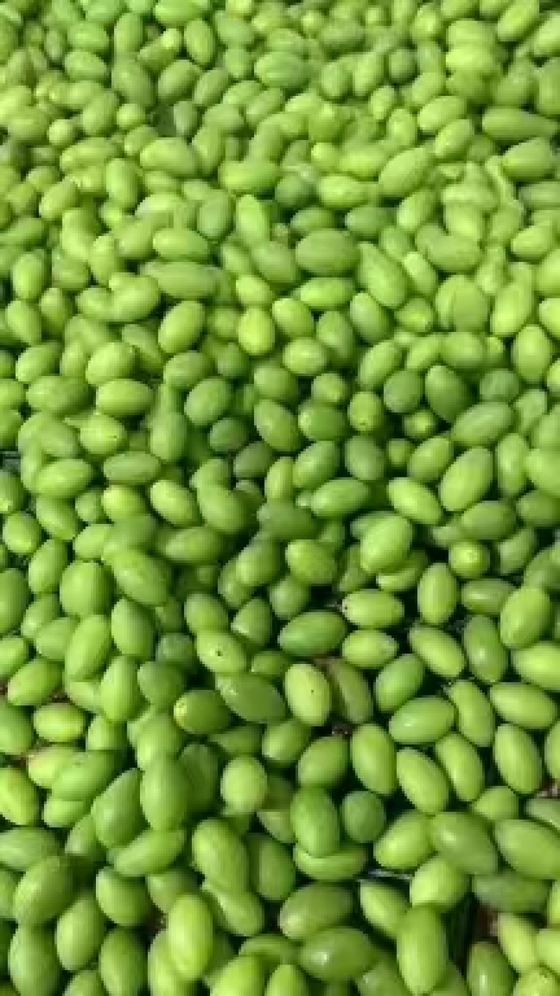 广东土橄青橄可煲汤，软核。