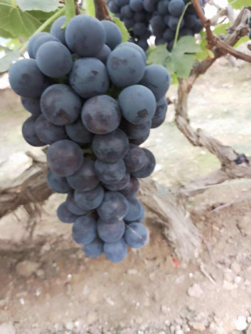 夏黑葡萄：夏黑基地，超甜夏黑：葡萄大量上市中，陆地，大棚