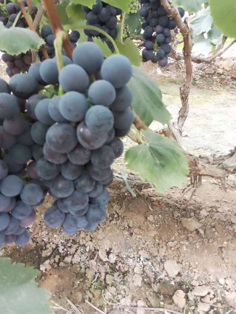 夏黑葡萄：夏黑基地，超甜夏黑：葡萄大量上市中，陆地，大棚
