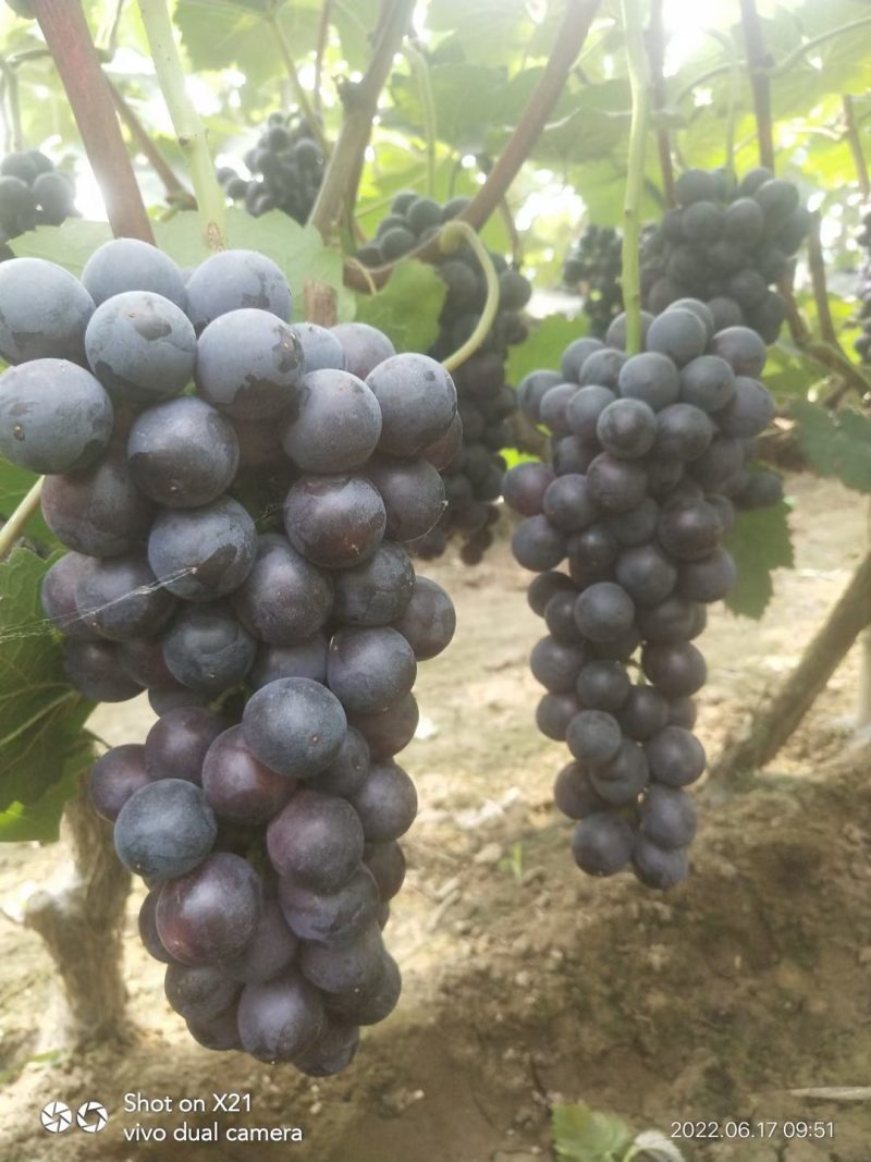 夏黑葡萄：夏黑基地，超甜夏黑：葡萄大量上市中，陆地，大棚