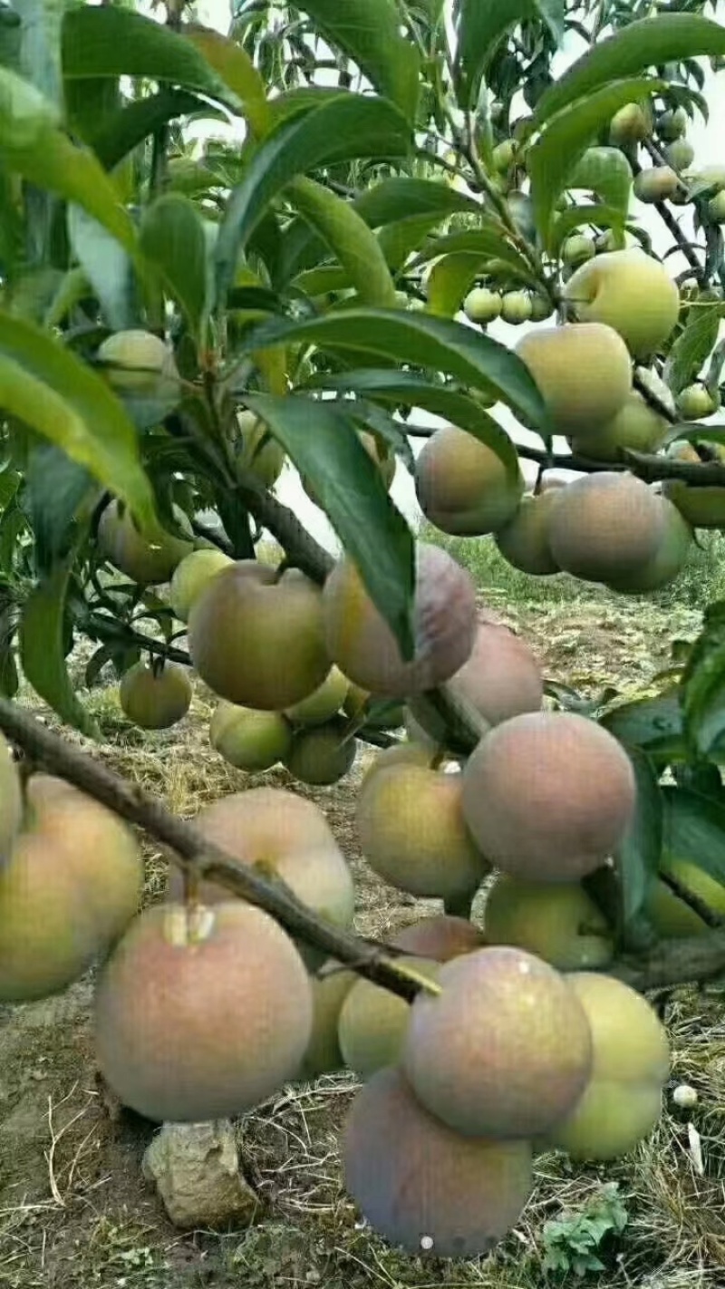 半边红