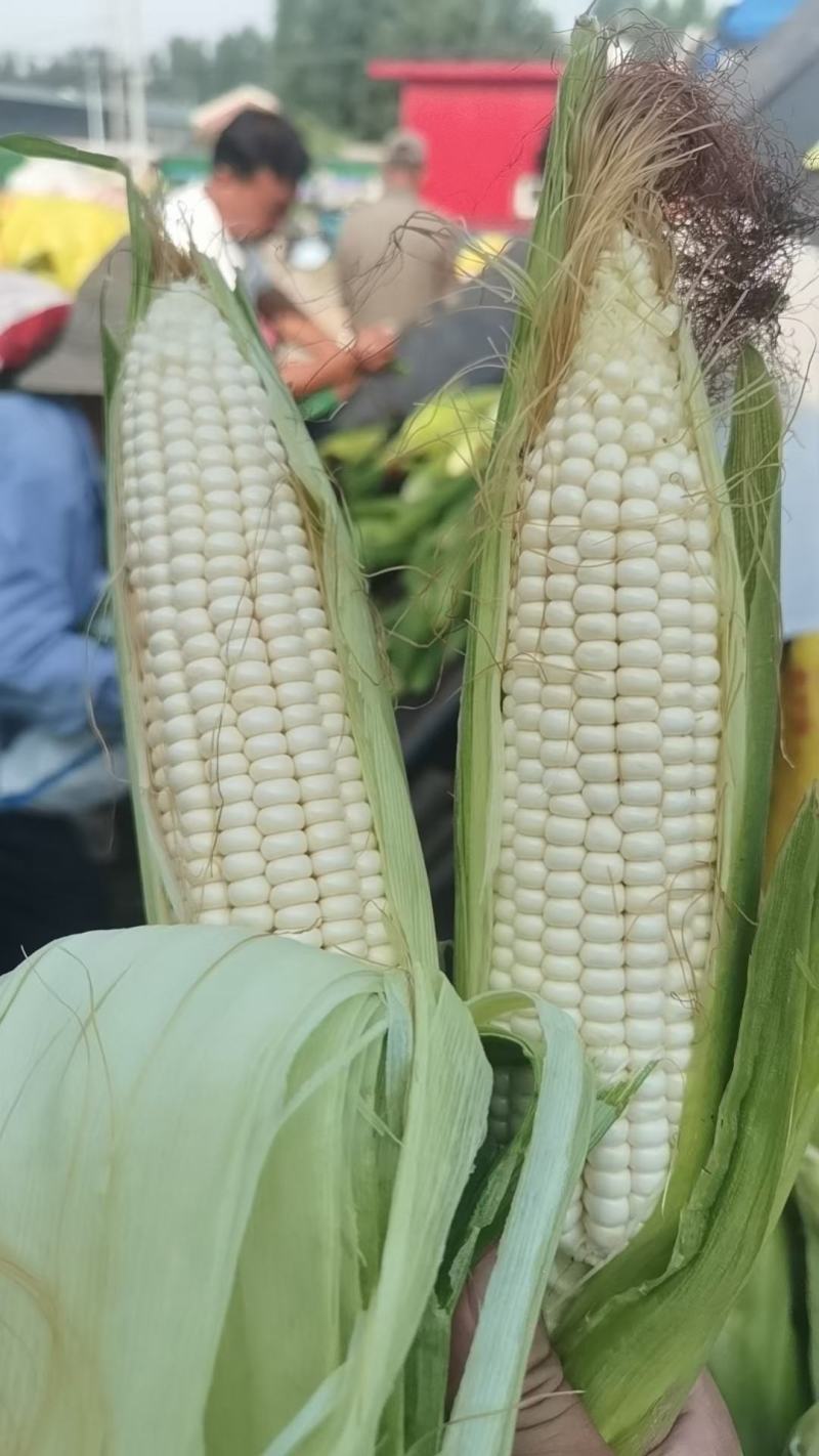 ，白糯玉米，鲜玉米，籽粒饱满，无虫咬，大量上市中