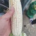 ，白糯玉米，鲜玉米，籽粒饱满，无虫咬，大量上市中